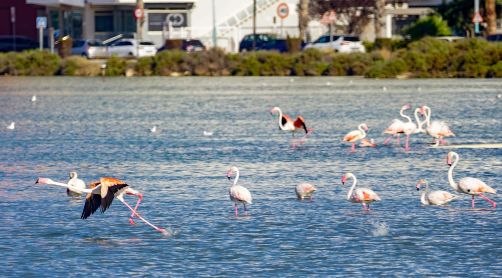 Saltwater Lagoons of Calpe: A Paradise for Nature Lovers