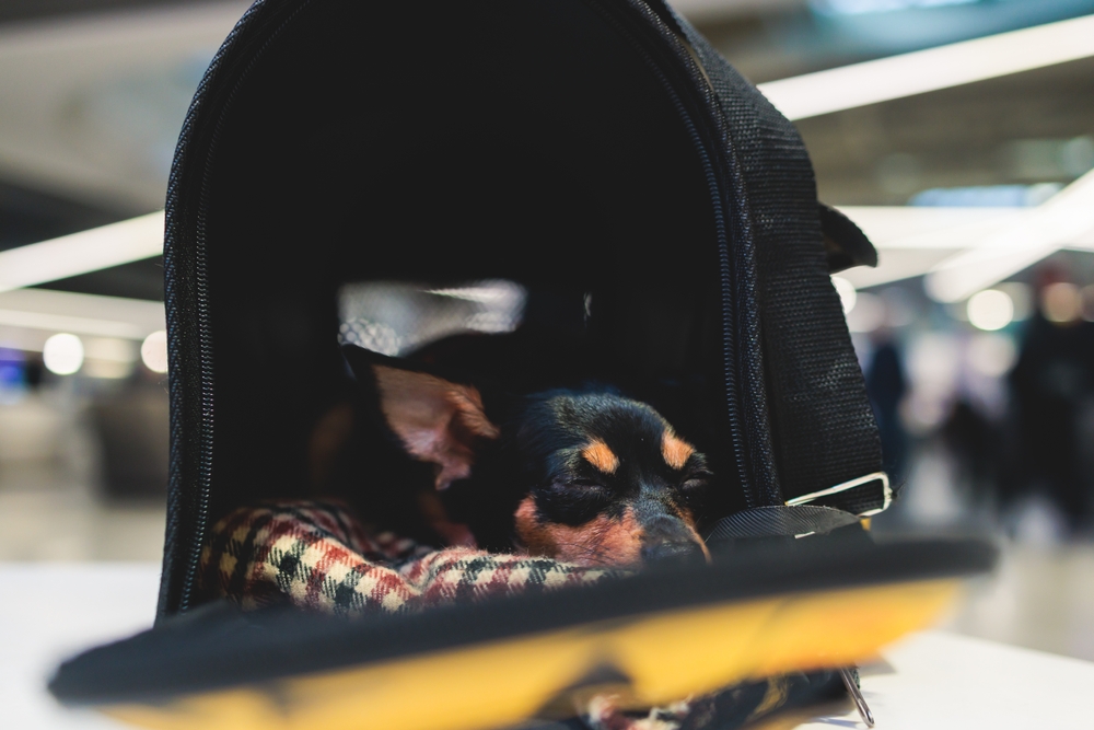 Dierentaxi in Spain – Essential Guide for Pet Transport