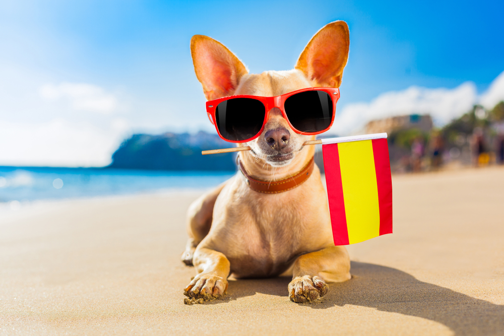 Pets in Spain: Essential Information for Pet Owners