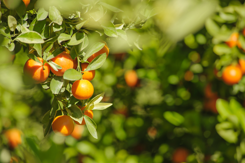 How to Plant an Orange Tree in Spain: Step-by-Step Guide
