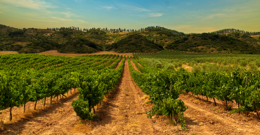 Costa Blanca Wine Routes: Discover the Best Wineries