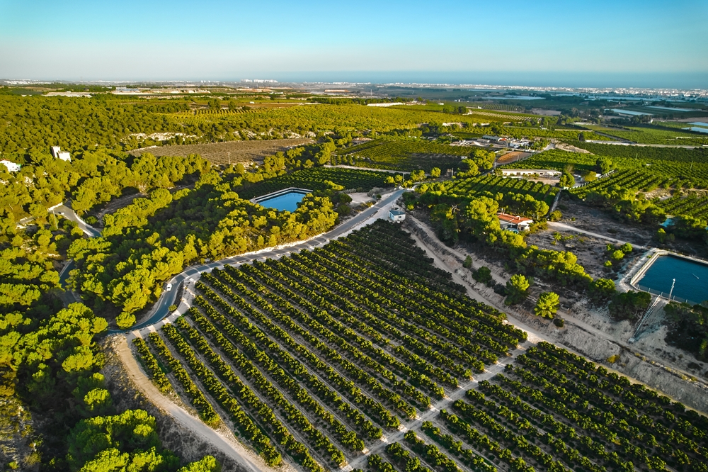 Investing in Spanish Farmland: All Opportunities Explored
