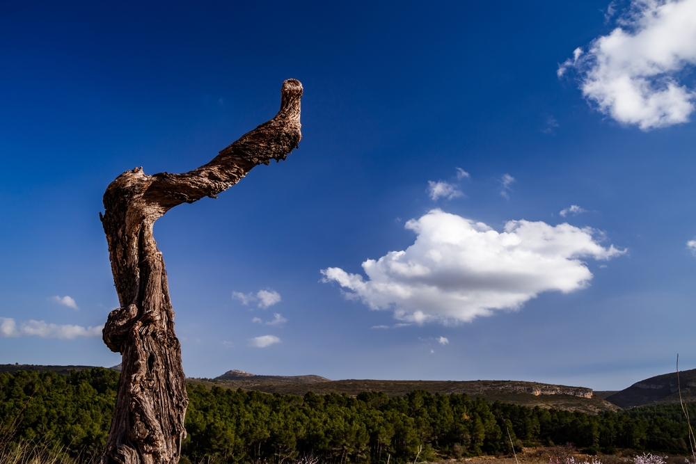 Découvrez la Vallée de Jalon : un lieu riche en histoire