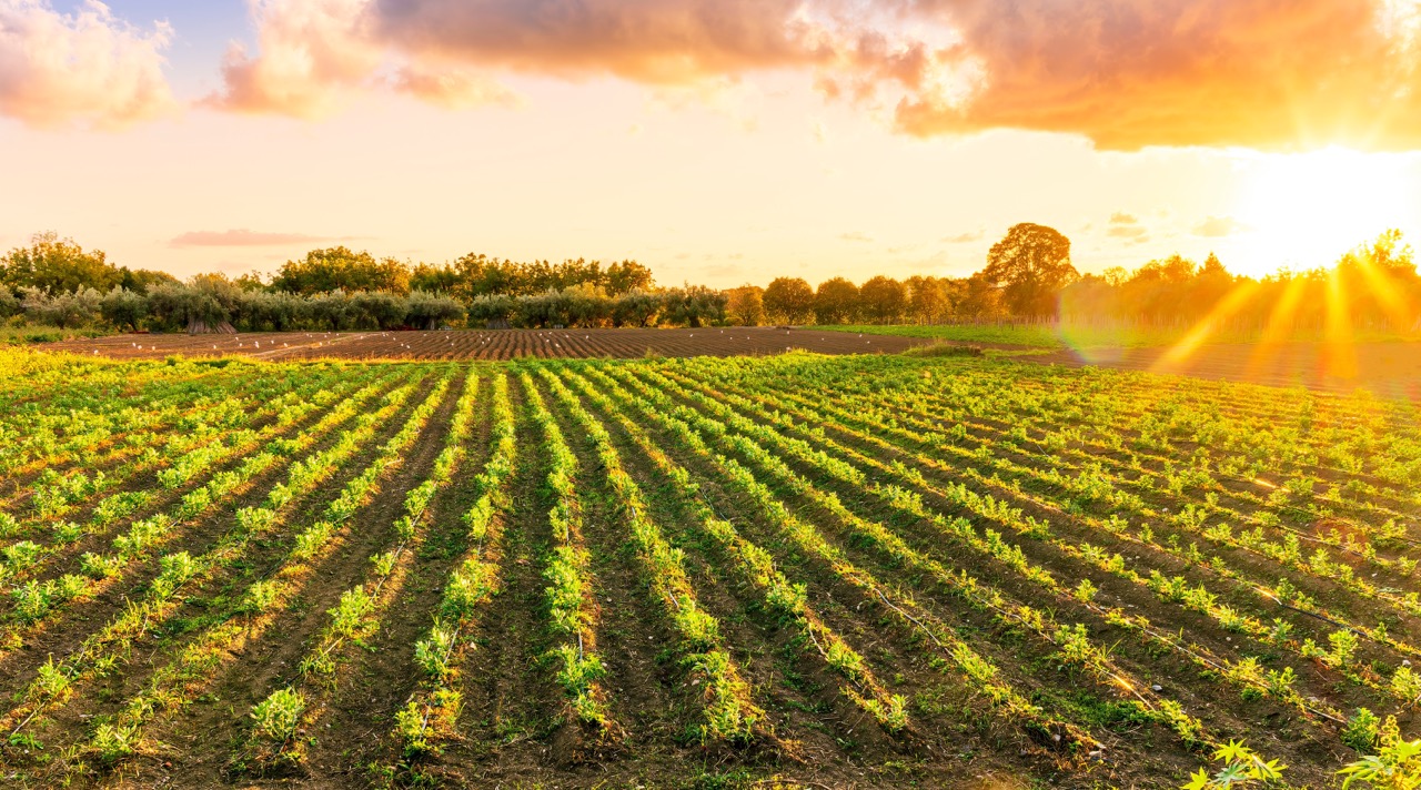 Rustic Land, Permits & Hidden Debts: What Foreign Buyers Must Know