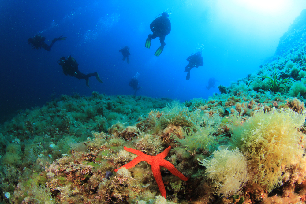 Diving Costa Blanca: Explore the Stunning Underwater World