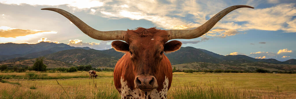 EVERYTHING YOU NEED TO KNOW ABOUT TEXAS