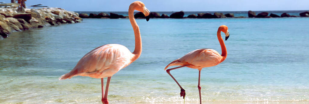 EVERYTHING YOU NEED TO KNOW ABOUT ARUBA