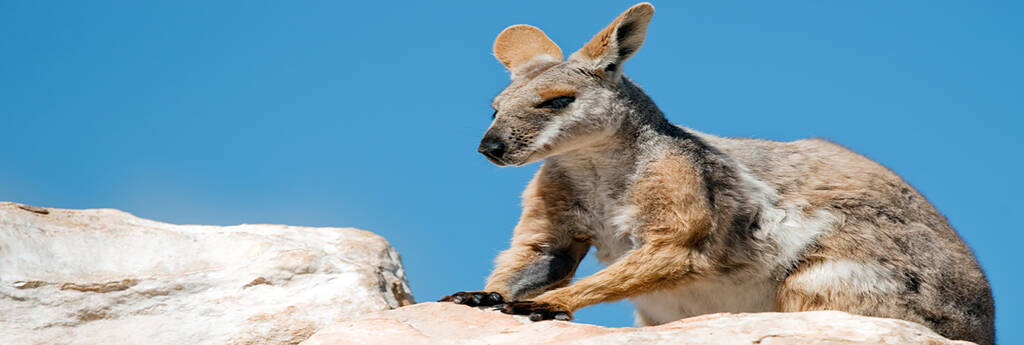 EVERYTHING YOU NEED TO KNOW ABOUT AUSTRALIA