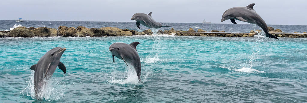 EVERYTHING YOU NEED TO KNOW ABOUT CURACAO