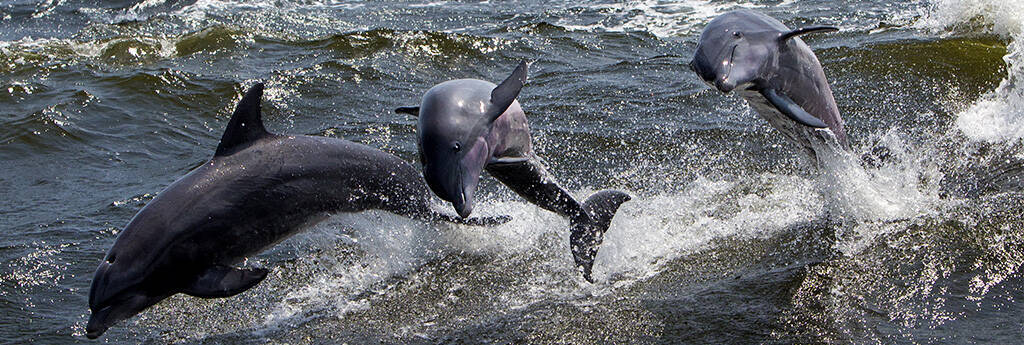 Wszystko, co musisz WIEDZIEĆ O Gulf Shores Alabama
