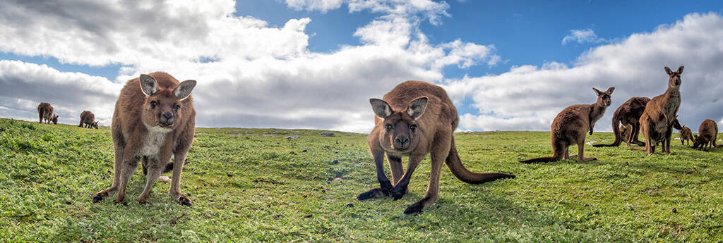 Wszystko, co musisz WIEDZIEĆ O Australii Południowej