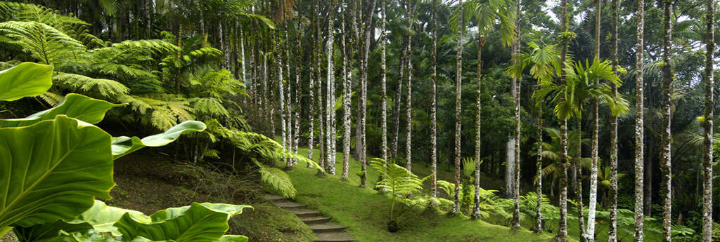 Alles was Sie über MARTINIQUE ZU WISSEN