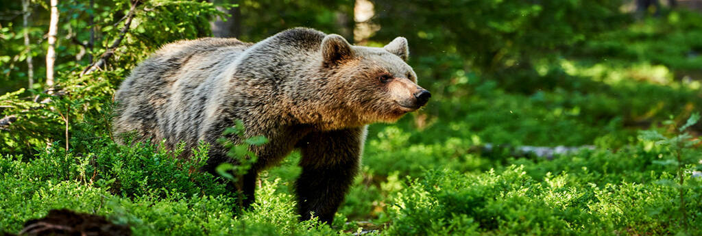 ALLES WAT U MOET WETEN OVER RUSLAND