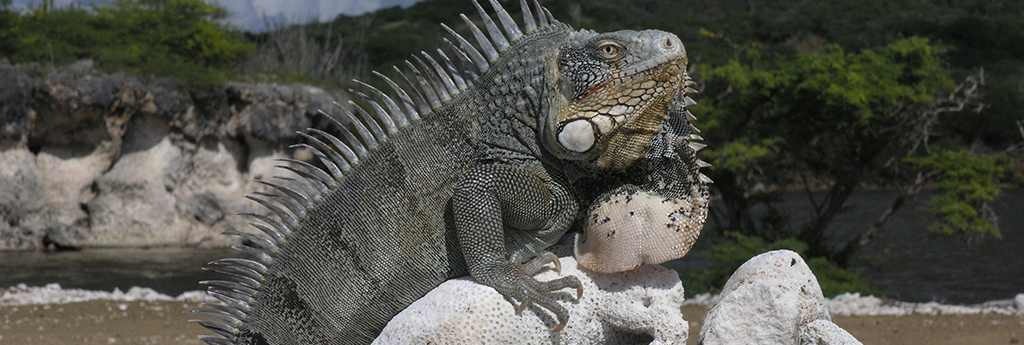 Alles was Sie über Slagbaai BONAIRE WISSEN