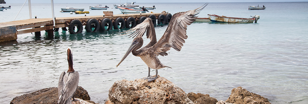 ALLES WAT U moet weten over Christoffelpark CURACAO