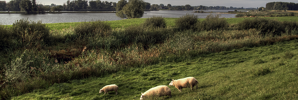 Alles was Sie über GELDER ZU WISSEN