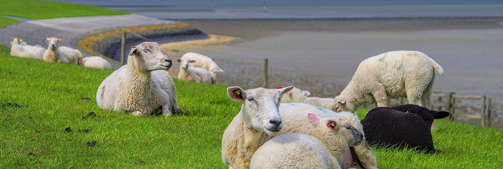 EVERYTHING YOU NEED TO KNOW ABOUT FRIESLAND