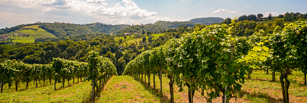 EVERYTHING YOU NEED TO KNOW ABOUT SOUTH SLOVENIA