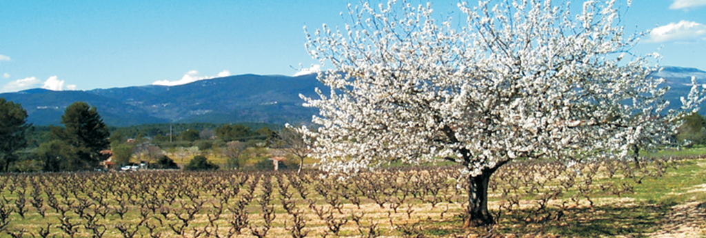 TOUT CE QUE VOUS DEVEZ SAVOIR SUR ST-PAUL-EN-FORET
