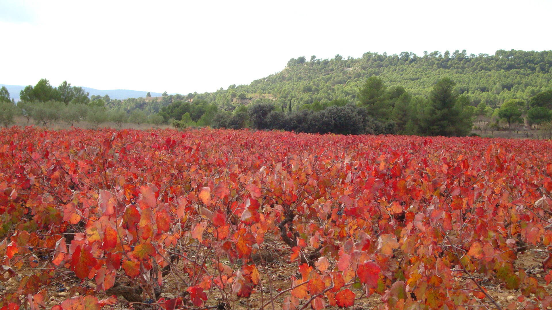 ALLES WAT U moet weten over AYORA SPANJE