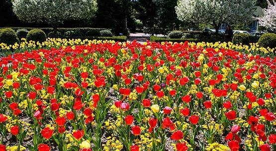 resortes de Berkeley